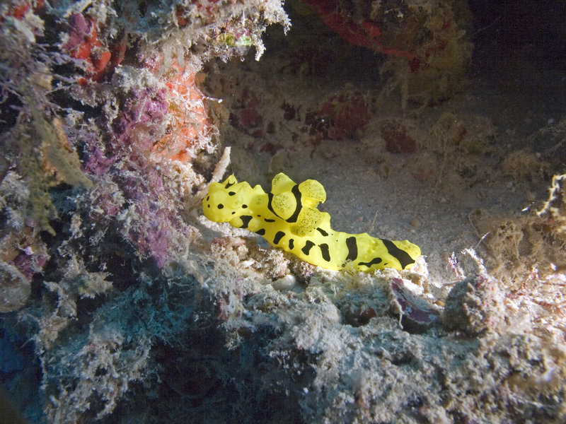 Nudibranch, Mid Reef